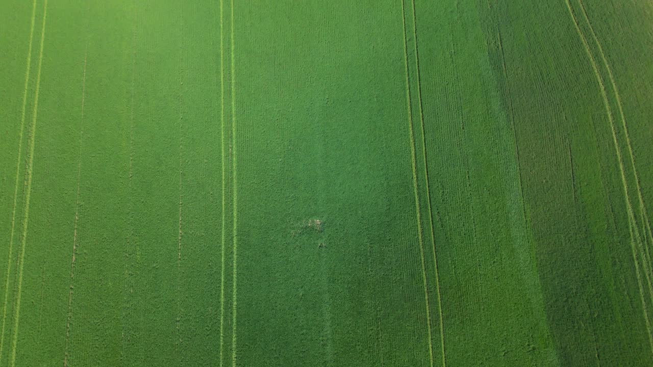 Aerial top down of a vibrant green agricultural field with neat rows in rural Ontario, natural green backdrop background