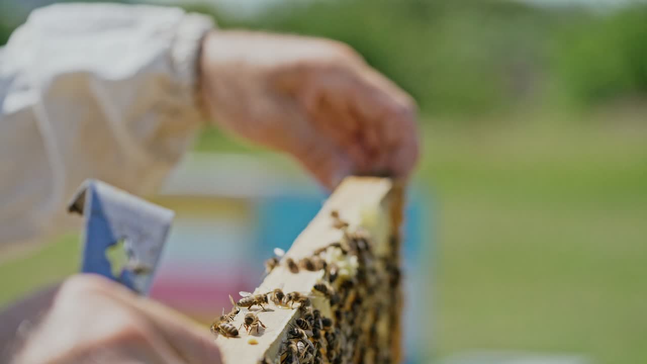 Hands of apiarist holding a honey frame full of bees and looking carefully on the blur background. Wooden frame with honeybees crawling in man's hands in a sunny day.