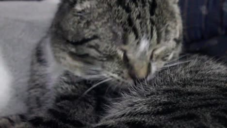 adult cat cleans himself by licking his fur with his tongue on the couch in the living room