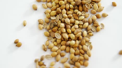 Coriander-seeds-on-white-background-4k