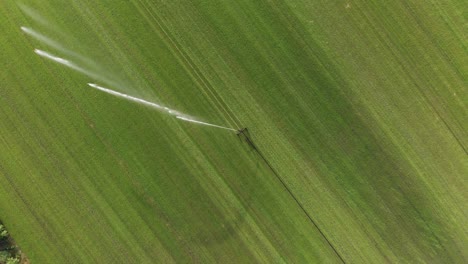 sprinkler watering fresh green crops, irrigation system, rising aerial bird's eye view