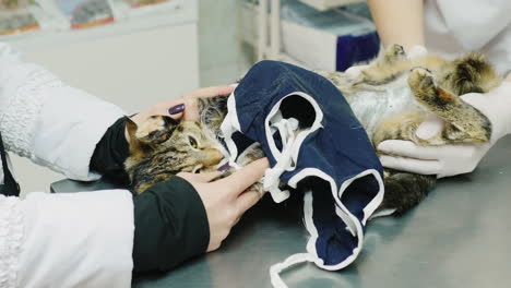 veterinarians examine the eyes of the cat inspection of pets concept