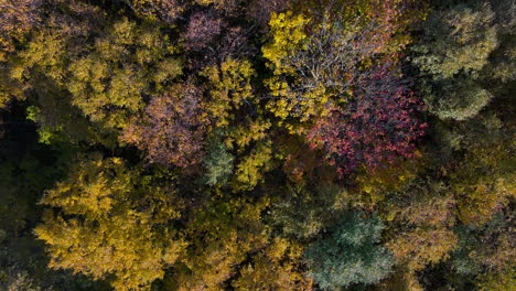 la toma de un dron ascendente revela vívidos tonos otoñales del follaje de las copas de los árboles en el bosque