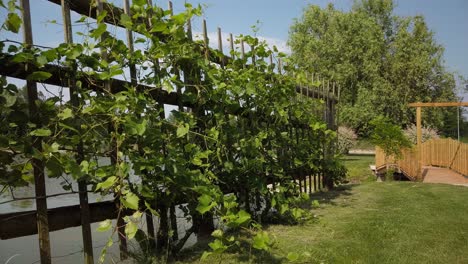 grapevine en pérgola en jardín con estanque y puente peatonal de madera, diseño rural y estilo de vida