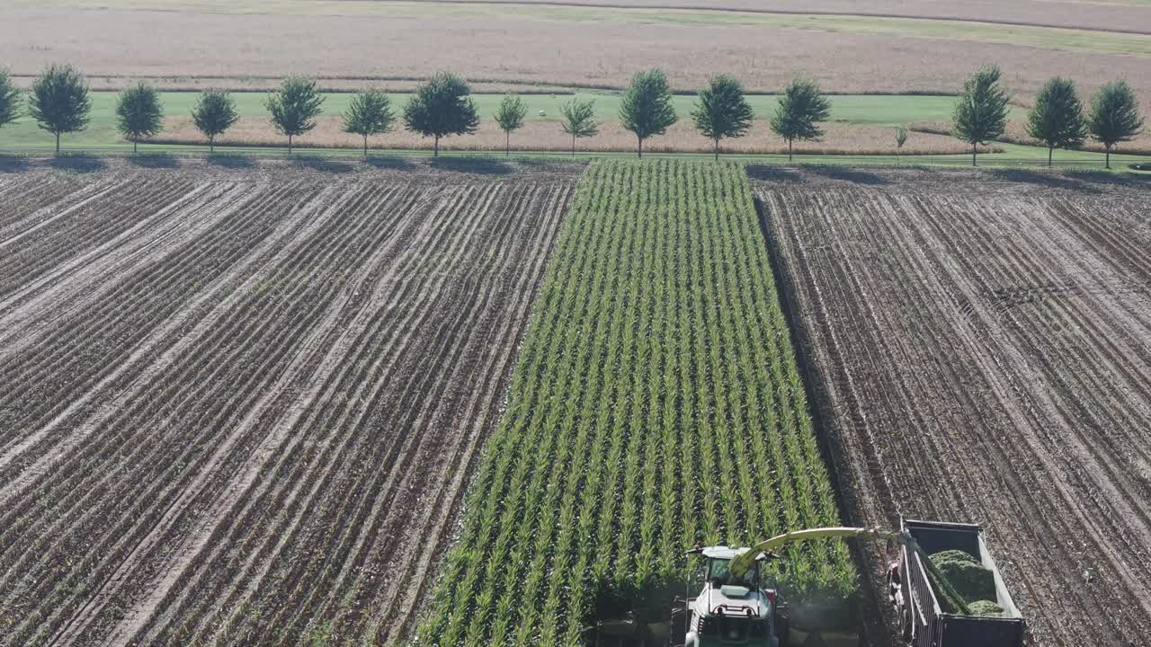 A combine in northeast Wisconsin chops corn for silage. Chopping corn silage is a crucial process for creating high-quality feed for livestock, involving careful timing, and moisture management