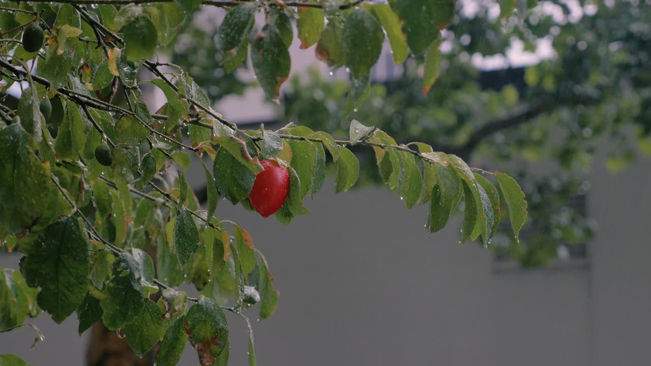 กิ่งไม้เปียกฝนพร้อมผลไม้สีแดง