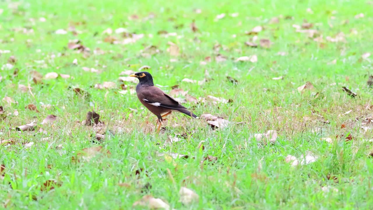 el pájaro se mueve a través de la hierba, picoteando el suelo