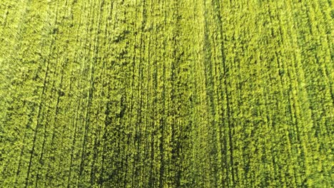 ascending over german wheat agricultural field showing movement from the wind