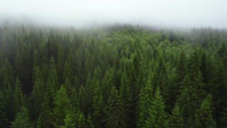 Treetops-shrouded-in-fog,-dense-pine-forest