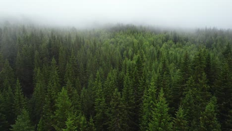 treetops shrouded in fog, dense pine forest