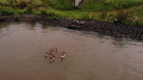 aerial view of family of ducks padding away beside riverbank