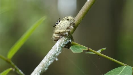 araña saltando en la planta videos hd