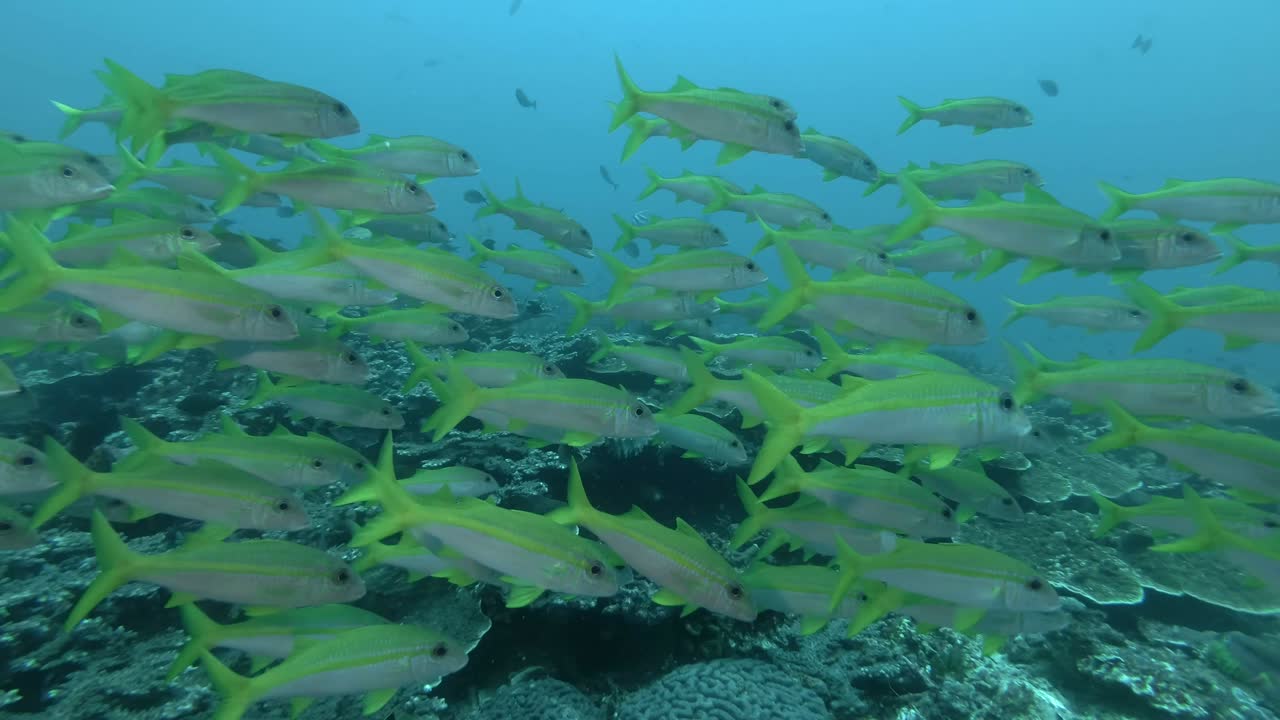 노란색 염소 물고기의 큰 무리는 산호 바닥 위의 파란 물에서 헤엄 니다. 노란색 지느러미 염소물고기 - mulloidichthys vanicolensis, 발리, 오세아니아, 인도네시아