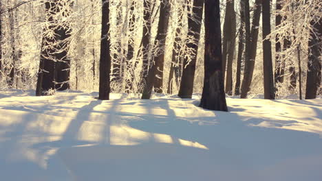 Paisaje-Invernal.-Bosque-De-Invierno-A-La-Luz-Del-Sol.-Río-De-Invierno-En-El-Parque.-Naturaleza-De-Invierno