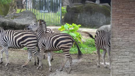 a group of zebras, a zeal in the zoo wildlife animal sanctuary