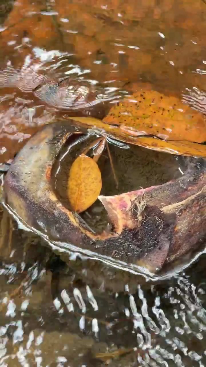 Foglia caduta che galleggia in un piccolo ruscello forestale