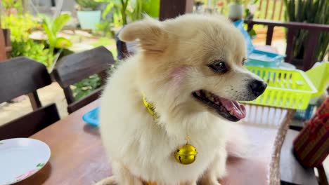 A cute Pomeranian sits on a table at a clifftop restaurant in Phuket, Thailand, surrounded by a vibrant, tropical setting
