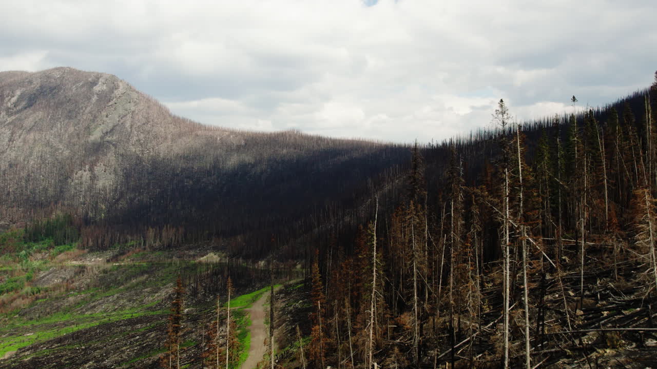 restos quemados y ennegrecidos de árboles forestales en el desierto después de un incendio forestal, dron