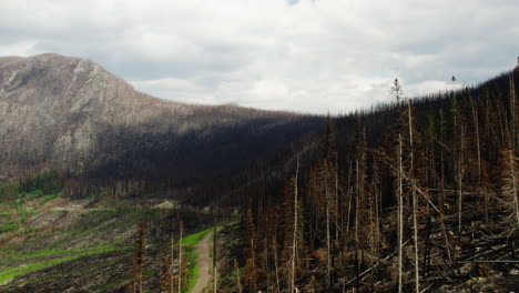 burned and blackened remains of forest trees in wilderness after wildfire, drone