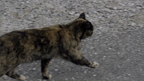 Gato-Calico-Descansando-Después-De-Una-Corta-Carrera-En-Una-Antigua-Carretera-En-Un-Pueblo