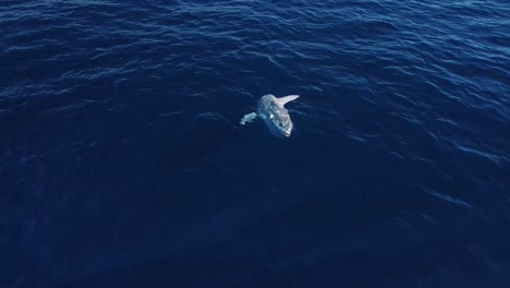 歐巴,莫拉莫拉,海洋太陽魚 無人機視覺