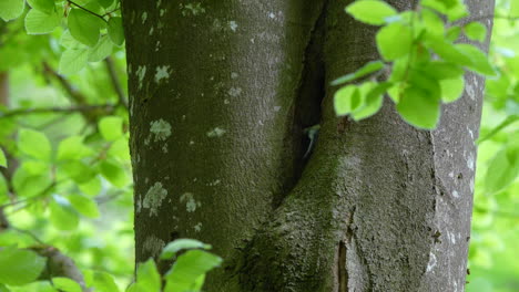 Adult-Tit-constantly-bringing-food-to-nest,-close-up-static-shot