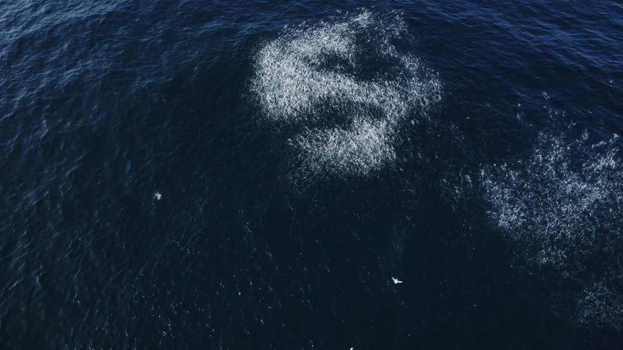 Seagulls Catching School Of Fish In The Ocean In NSW, Australia - Aerial Drone Shot