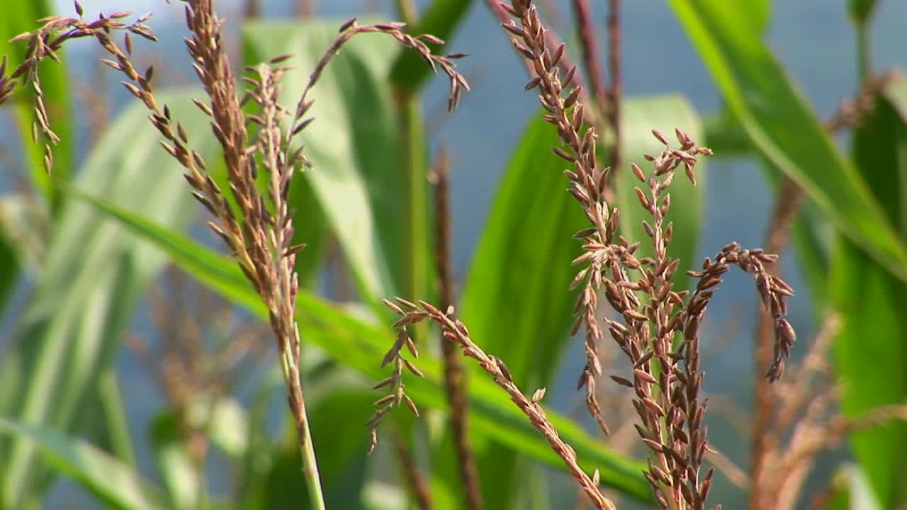 los tallos de maíz crecen en un campo