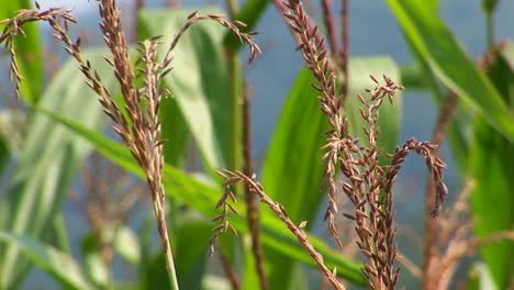 corn stalks grow in a field