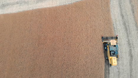 Drone-Shot-with-Top-View-of-Mowing-Machine,-Harvesting-on-Yellow-Canola-Field-for-Agriculture