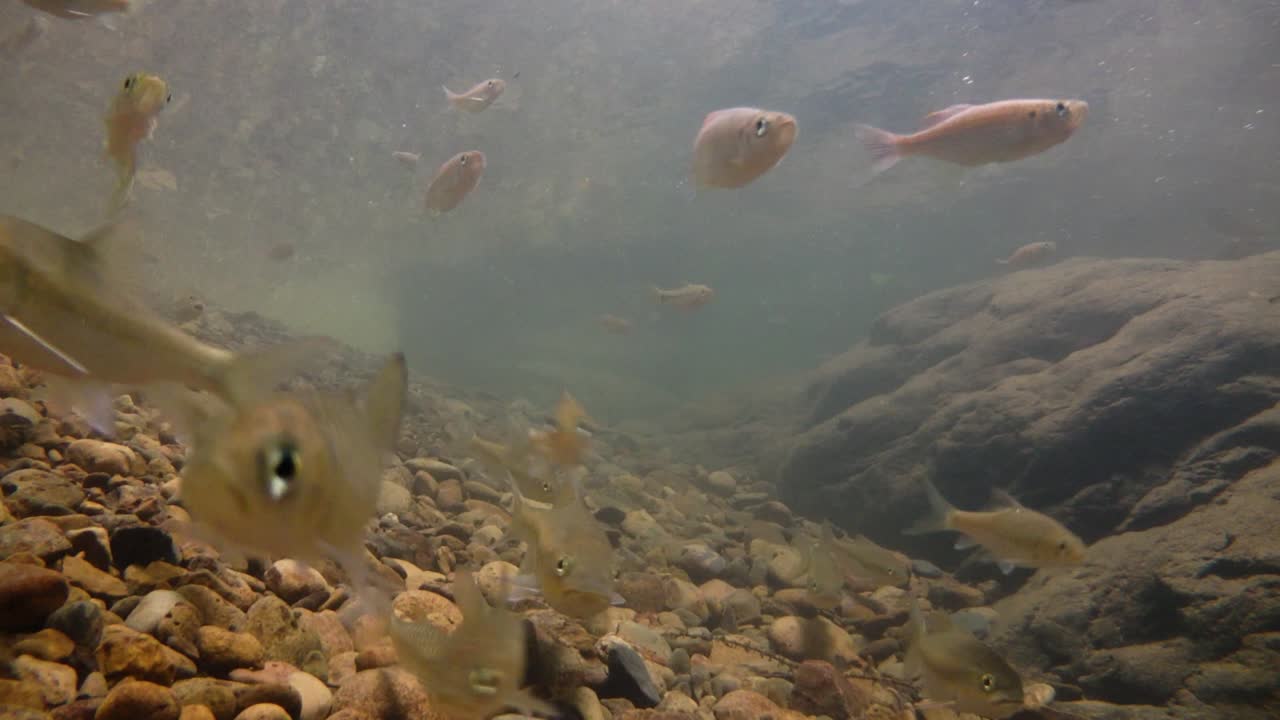 kaeng krachan 국립 공원은 많은 환상적인 야생 동물의 서식지이며 개울은 동물이 마시고 물고기가 헤엄칠 수 있는 신선한 물의 생명원입니다.