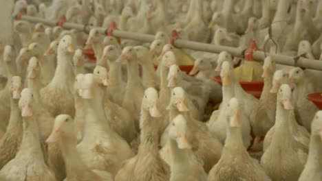 cultivation of ducks for sale as a meat at poultry farm