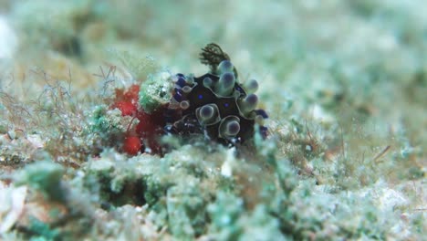 Dendrodoris-Denisoni-Nacktschnecken-Bewegungslos-Auf-Der-Unterseite-Mit-Freiliegenden-Kiemen