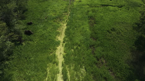 Slough-landscape-wetland-bunchgrass-green-vibrant-vegetation,-aerial,-dolly-in