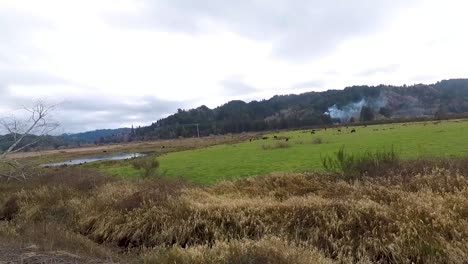 Conduciendo-Con-Vistas-A-Un-Hermoso-Pasto-Verde-Con-Vacas-En-él