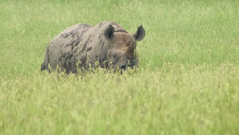 slow motion approach of a black rhino across a field