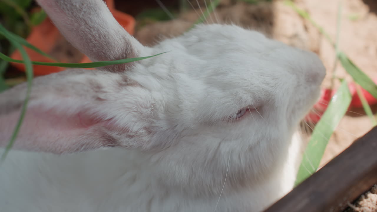 Quiet Picture Capturing Gentle Rabbit Features, Serene Closeup Of Soft Fur And Peaceful Demeanor Of Rabbit, Peaceful Depiction Highlighting Tender Fur And Calm Expression Of Tranquil Rabbit