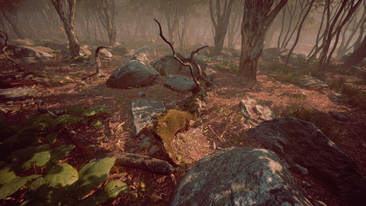 hermosa mañana en el bosque