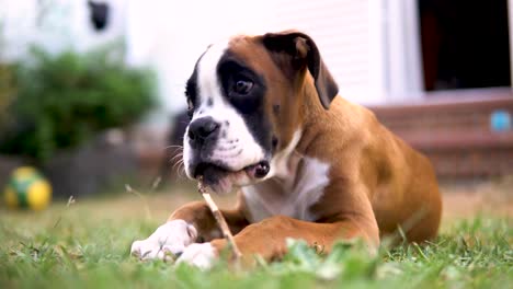 close-up shot of a young boxer puppy chewing on a small brown stick in the garden