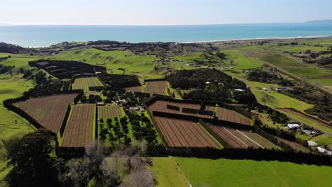 Large-fruit-orchard-with-tree-windbreakers-protecting-soil-of-farmland,-aerial