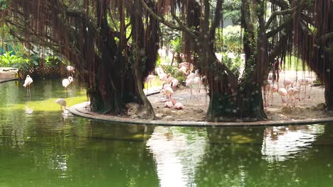 los flamencos se reúnen alrededor de un árbol en un estanque