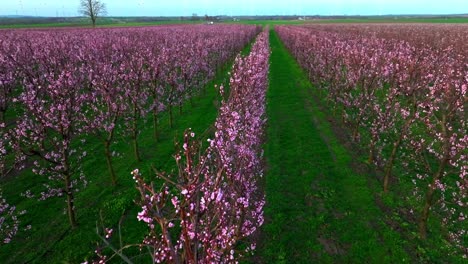 Japanese Plum Trees With Blossoming Pink Flowers In Orchard