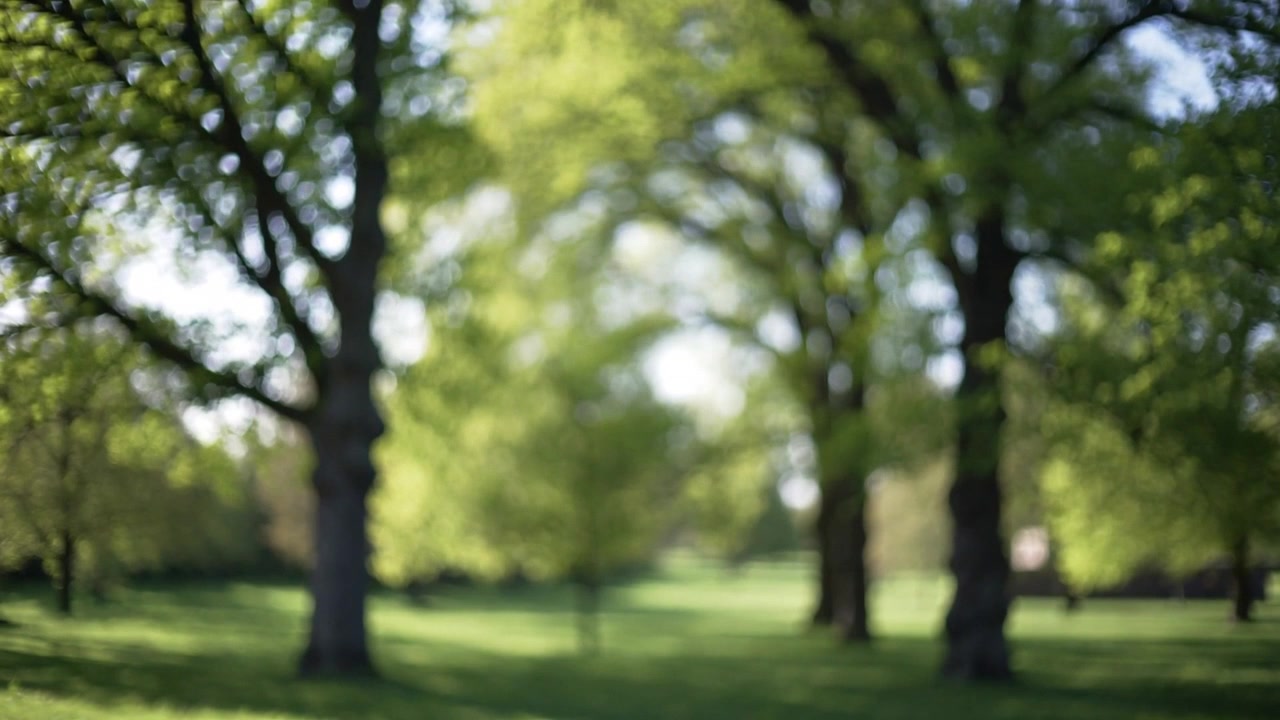Inquadrando grandi tronchi maturi e una chioma sfocata, la telecamera cattura la luce solare a chiazze e il bokeh in un parco