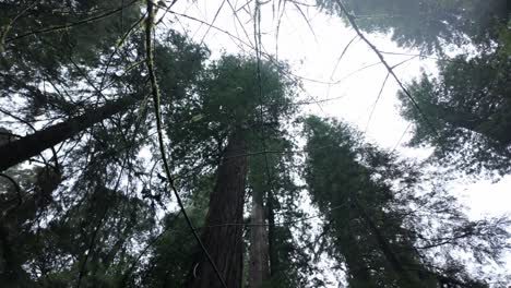 gimbal low angle panning shot of rain drops falling around massive redwood trees at redwoods national park, california. 4k