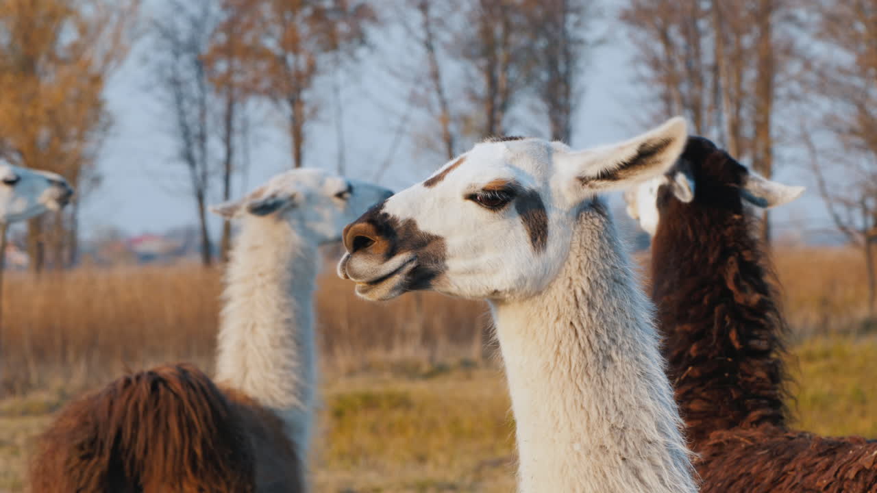 algunas lindas alpacas en la granja