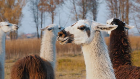 algunas lindas alpacas en la granja