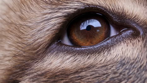 detailed close-ups of an animal's eye, open and closed