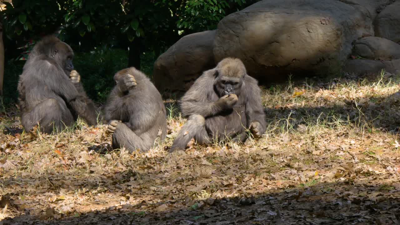 Tre giovani gorilla seduti e che mangiano insieme.