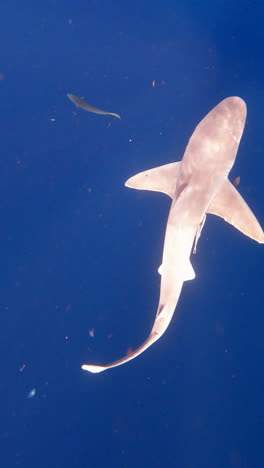 silky shark swims through open ocean - from above - vertical video