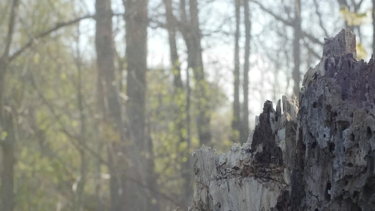 impresionante primer plano de un trozo de árbol que es derribado por un hacha